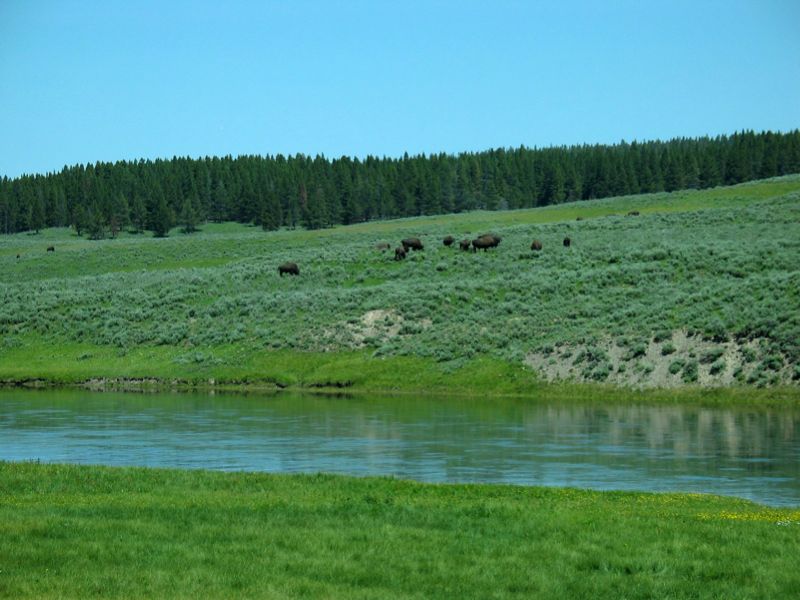 Bison Over Water