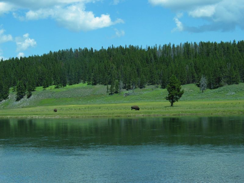 Bison And Water