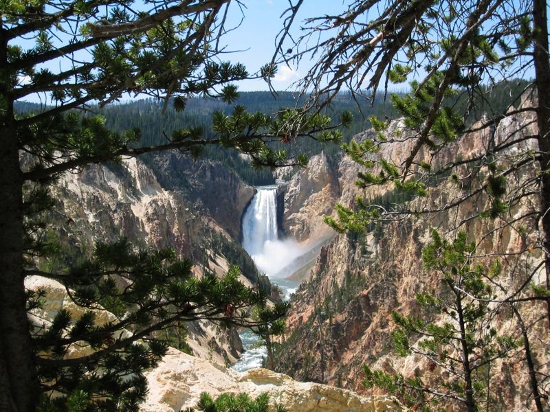 Lower Falls of Yellowstone - Trees