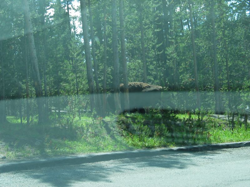 Bison On Trail