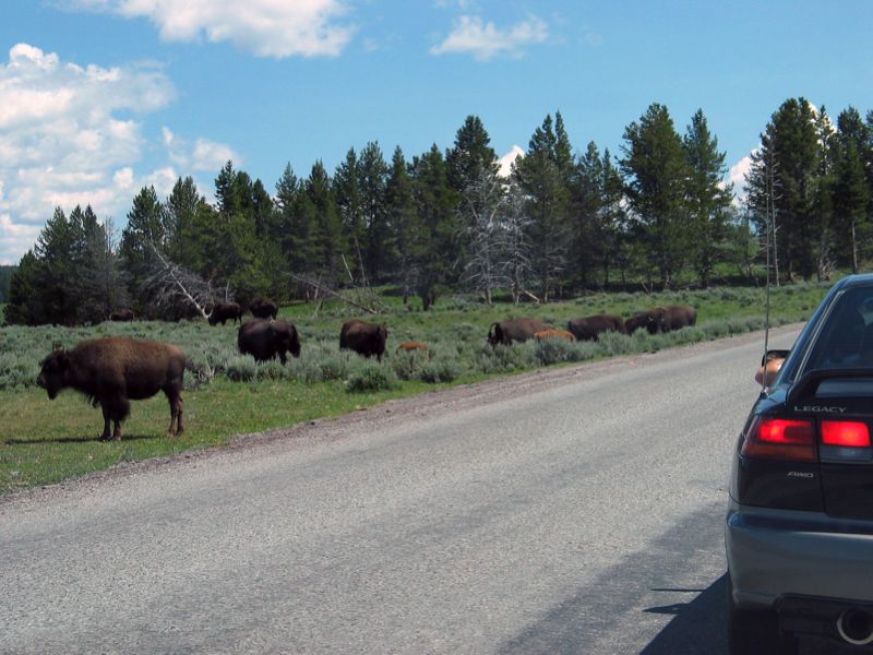 Bison By The Road - 1