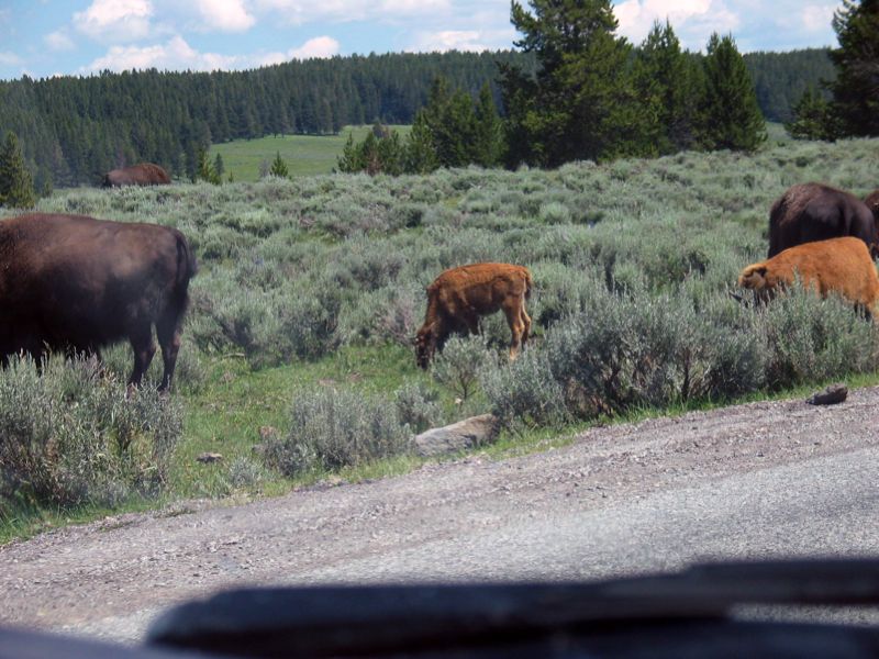 Bison By The Road - 3