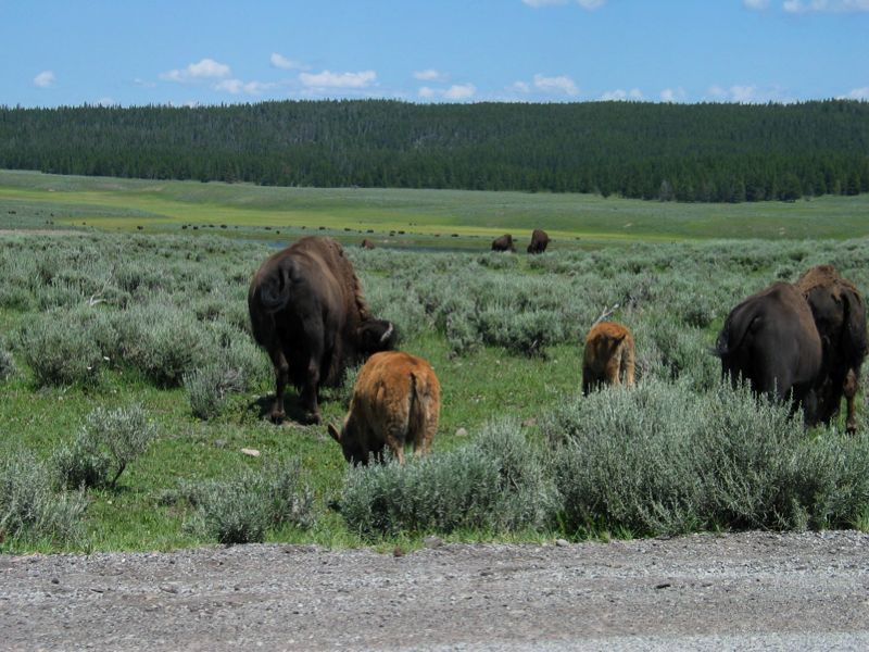 Bison By The Road - 4