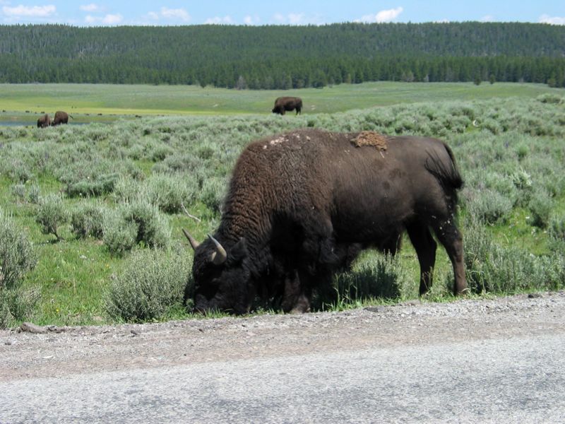 Bison By The Road - 5