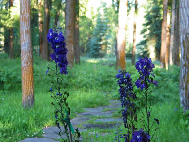 Flowers - 2