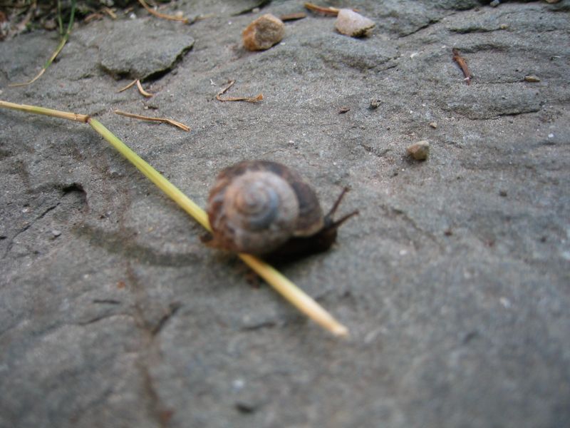Free Range Snail