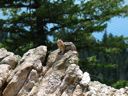 thumbnail of "Furry Critter On Rock"
