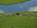 thumbnail of "Bison- Near"