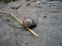 thumbnail of "Free Range Snail"