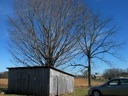 thumbnail of "Trees, Barn And Car"