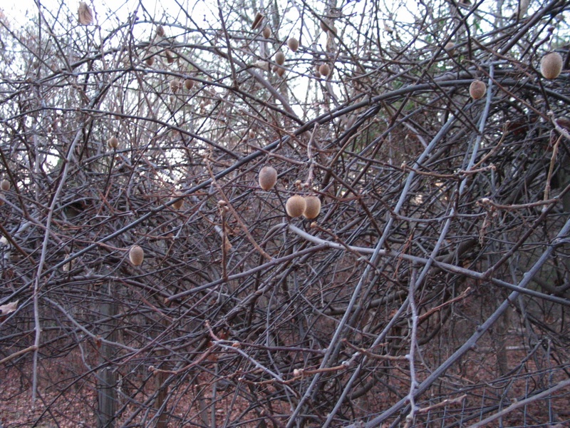 Kiwis