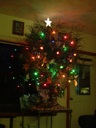 thumbnail of "Christmas Tree"