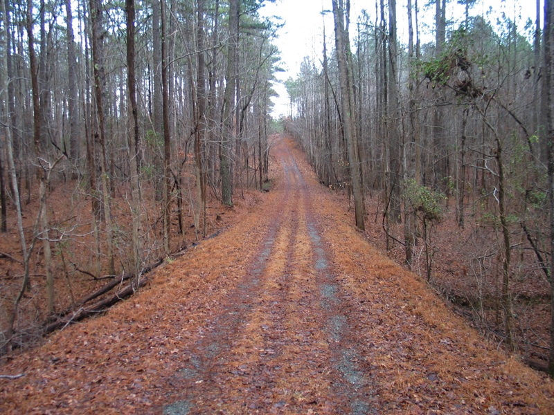 Trail In Duke Forest