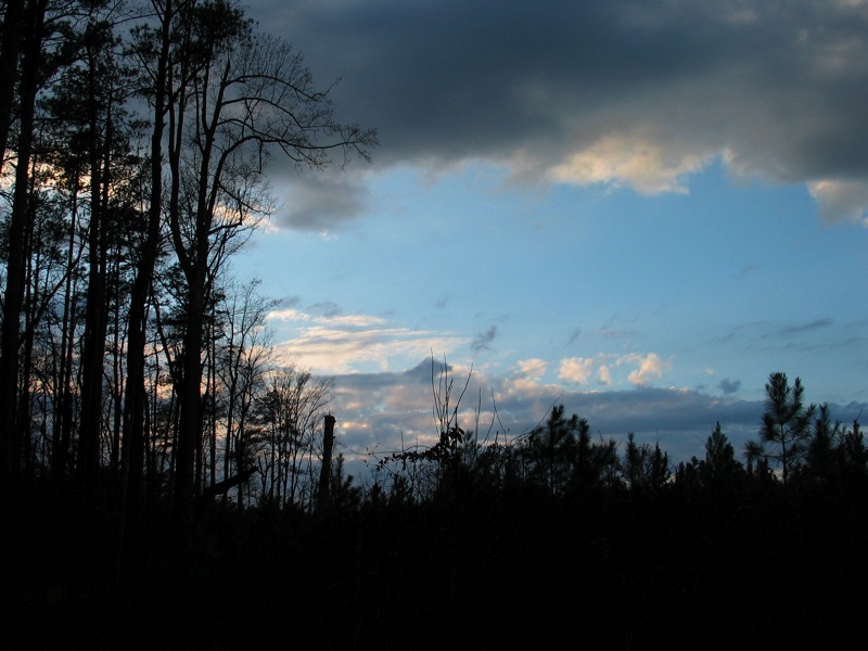 Trees And Sky - 1