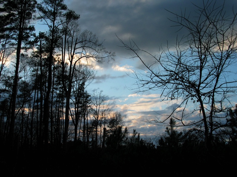 Trees And Sky - 2