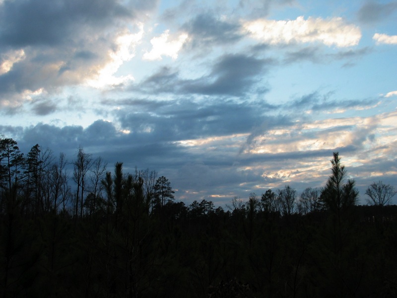 Trees And Sky - 3