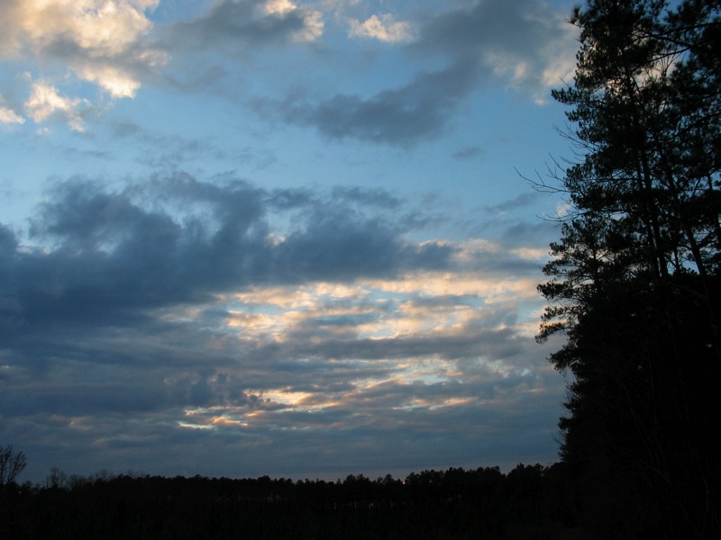 Trees And Sky - 4