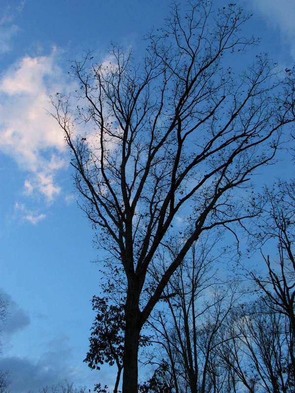 Trees And Sky - 5