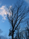 thumbnail of "Trees And Sky - 5"