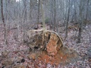 thumbnail of "Interesting Roots"