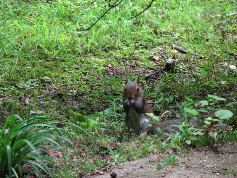 Cabin Squirrel