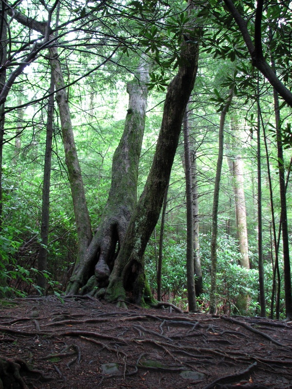 Conjoined Trees