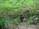 thumbnail of "Cabin Squirrel"