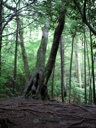 thumbnail of "Conjoined Trees"