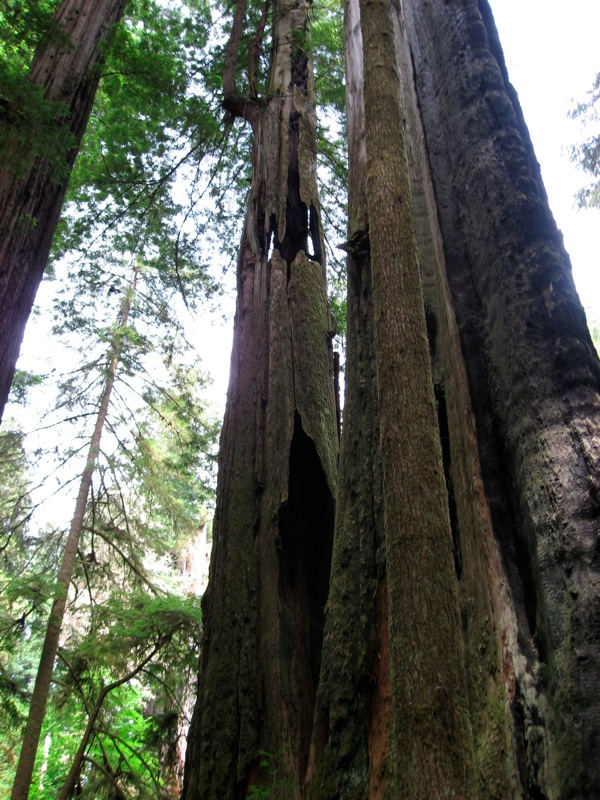 Big Trees In The State Park - 3