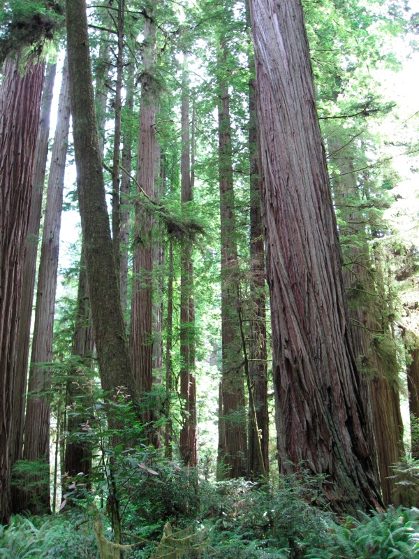 Big Trees In The State Park - 5