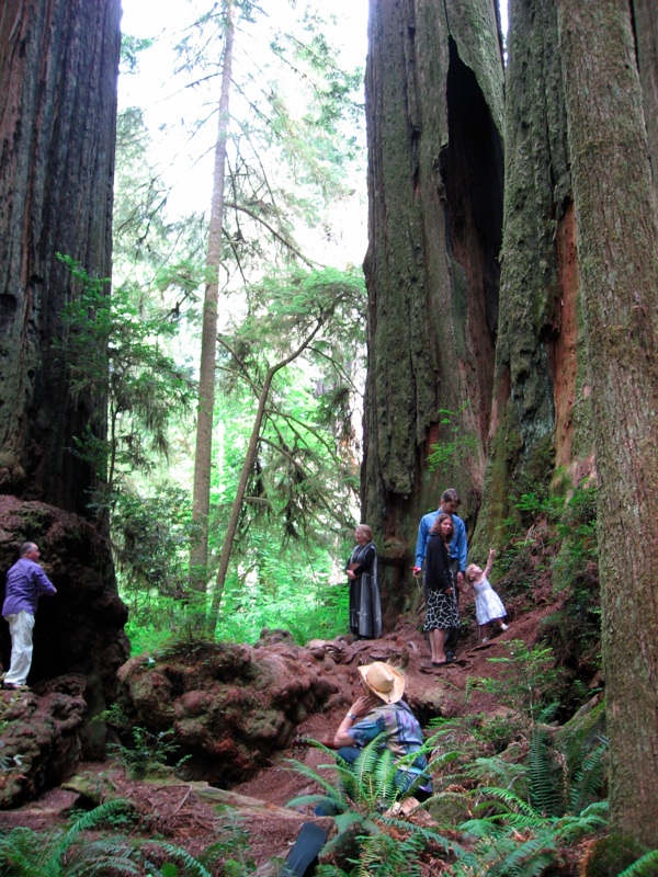 Rachel Inspects The Trees