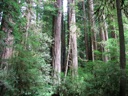 thumbnail of "Big Trees In The State Park - 1"