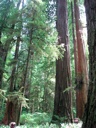 Thumbnail of Image- Big Trees In The State Park - 2
