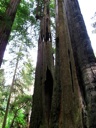 Thumbnail of Image- Big Trees In The State Park - 3