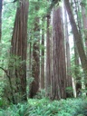 thumbnail of "Big Trees In The State Park - 4"