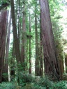 thumbnail of "Big Trees In The State Park - 5"