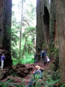 thumbnail of "Rachel Inspects The Trees"