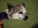 Thumbnail of Image- Coco Rests