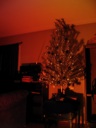 thumbnail of "Decorated Tree With Color - 1"