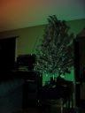 Thumbnail of Image- Decorated Tree With Color - 2
