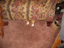 thumbnail of "Josie Under The Couch"