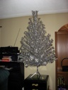 thumbnail of "Undecorated Tree"