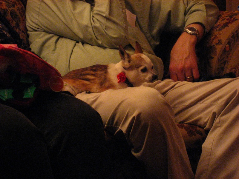 Coco In Lorman's Lap - 2