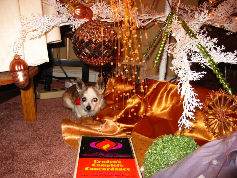 Coco Under The Tree - 1