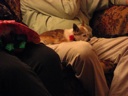 thumbnail of "Coco In Lorman's Lap - 3"