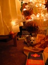 Thumbnail of Image- Coco Under The Tree - 2
