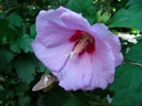 thumbnail of "Flower & Moth - 1"