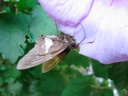 thumbnail of "Flower & Moth - 2"