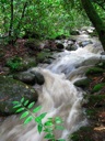 thumbnail of "Swollen Creek - 04"