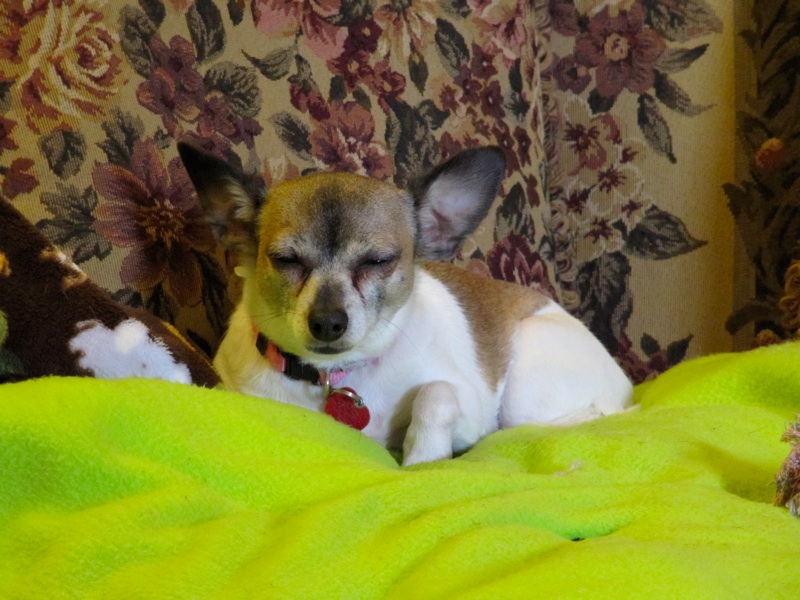 Daisy On Her Blanket - 2